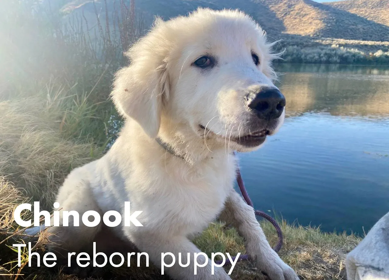 Chinook - the reborn puppy