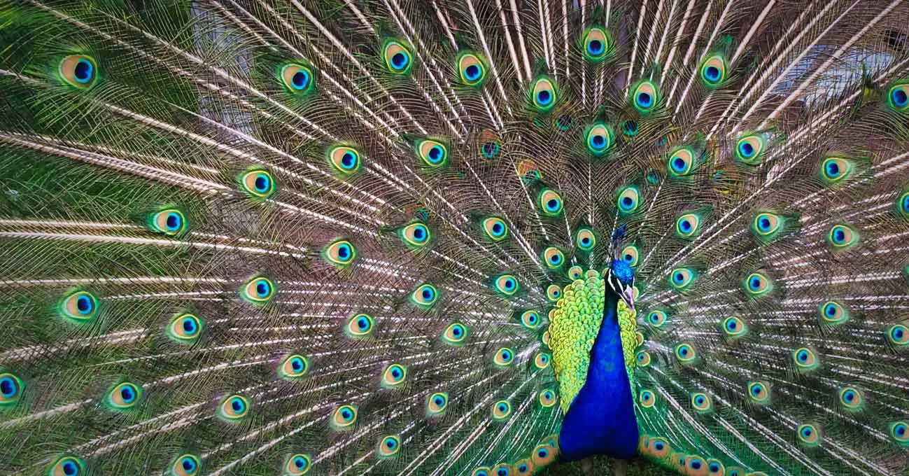 The Ego and Ascension