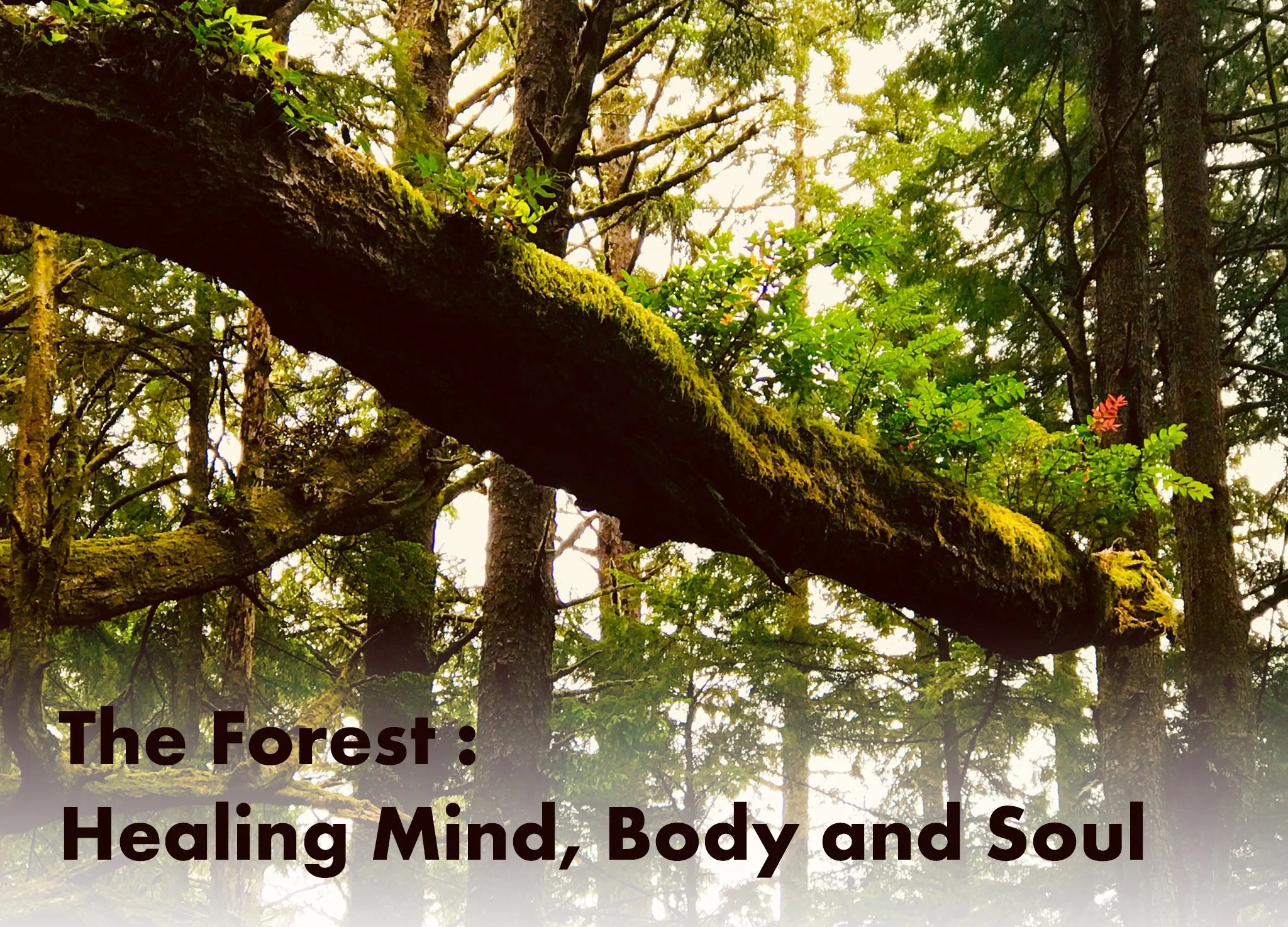 The Forest - Healing mind body and soul - Inelia Benz