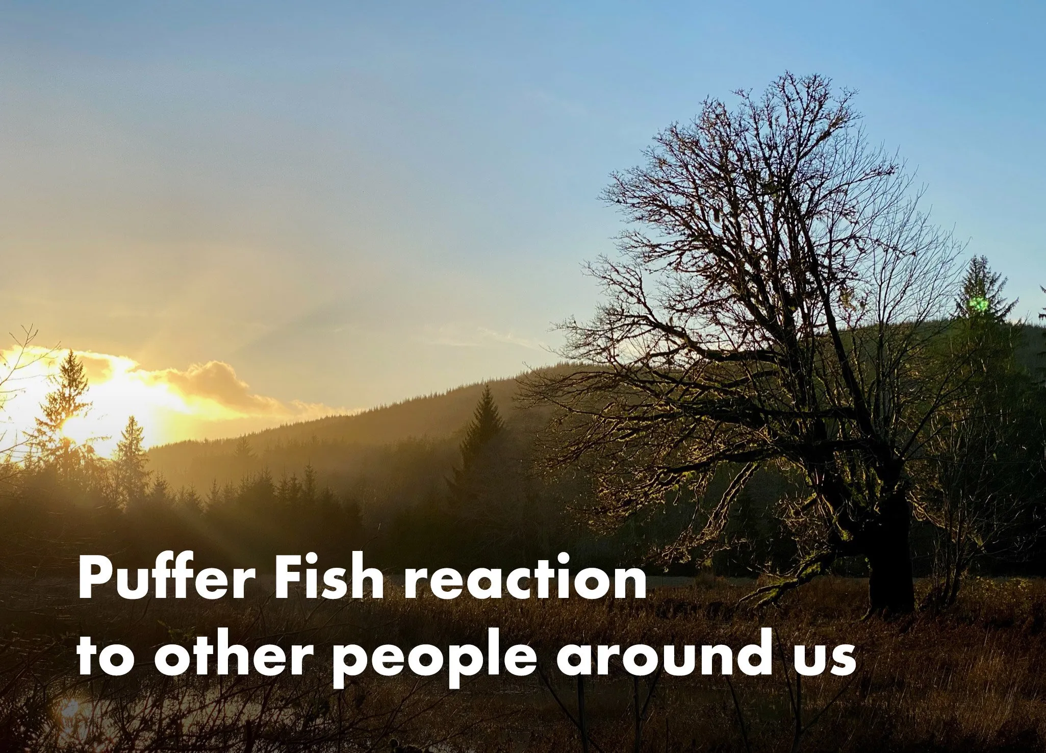 Puffer Fish reaction to other people around us - Warning - Strong language used in this article.